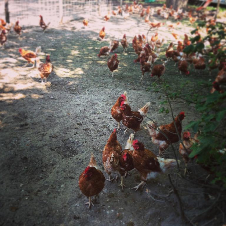 Hotel La Ferme Du Lignon Genewa Zewnętrze zdjęcie